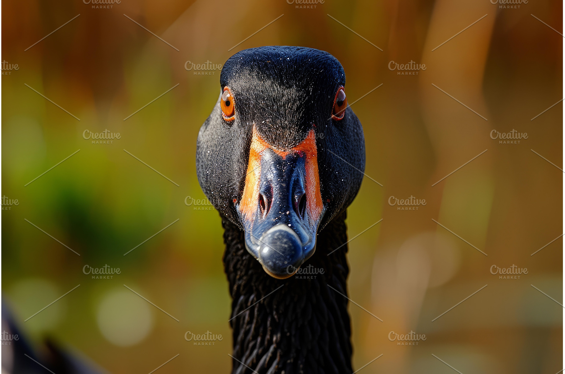 Indignant Angry goose closeup, an Animal Photo by Ylivdesign