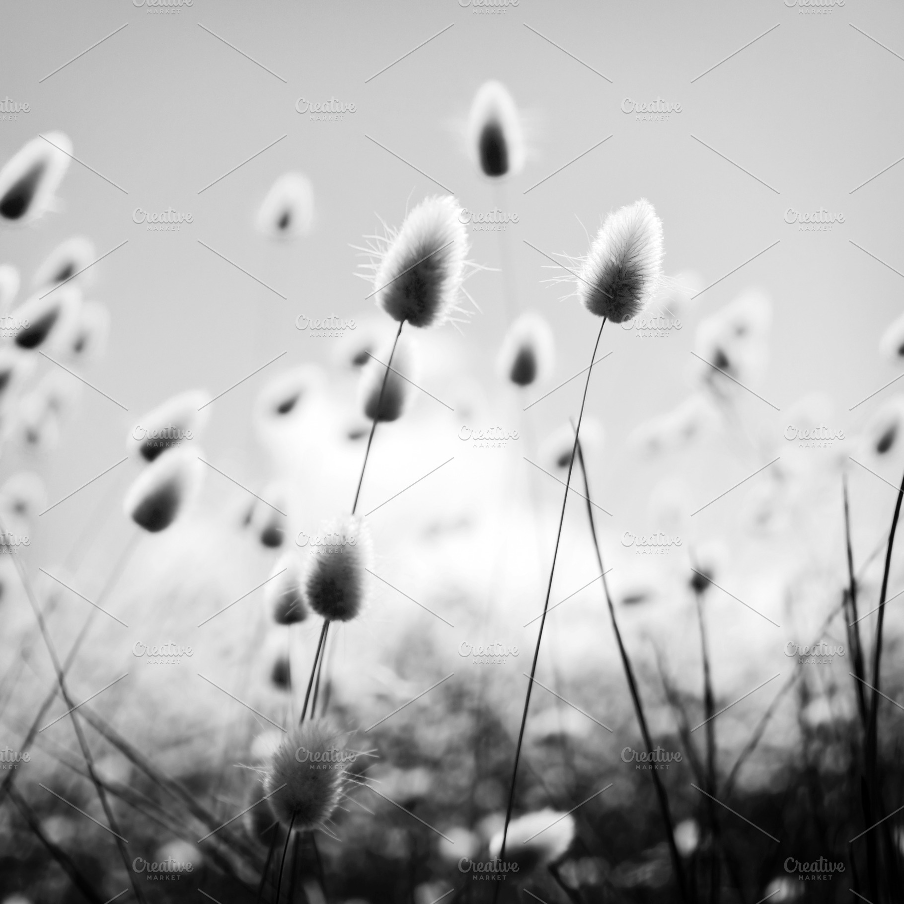 Grass Field, a Nature Photo by THP Creative
