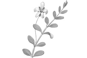 Bacopa Botanical Illustration Set