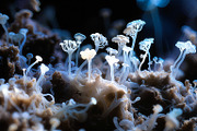 72 Microscopic Fungi Backgrounds, a Background Graphic by h.utomo (Thumbnail 28 of 72)