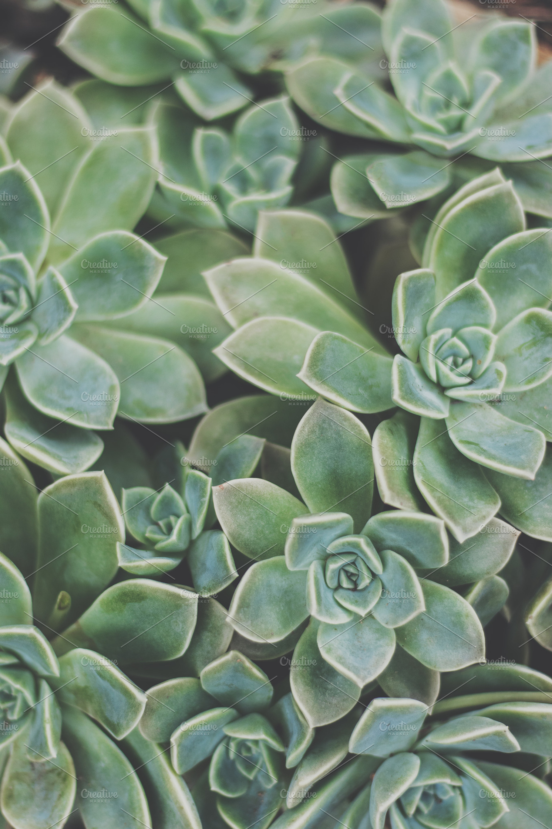 Rock Rose Succulent  Plant Portrait, a Nature Photo by René Jordaan Photography