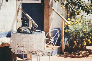 Cat sleeping on lace table, an Animal Photo by SkyNext