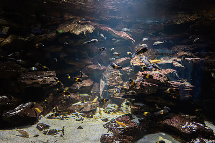 Black and yellow small fish swim in aquarium., a Photo by AS photostudio