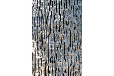 Textured bark on a tree trunk, a Background Photo by VictorGrow
