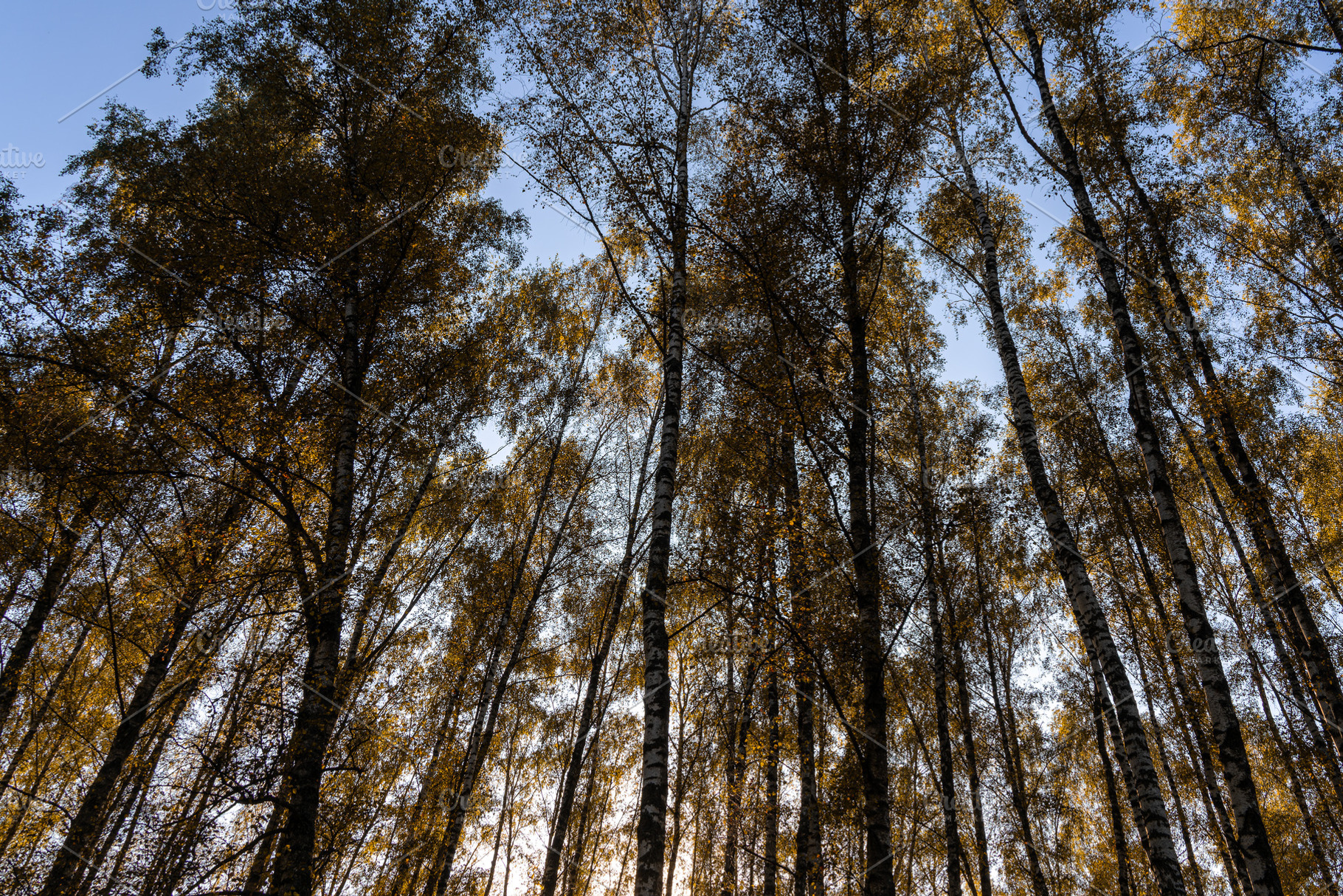 Tall birch tree trunks with yellow autumn foliage against a blue sky. Nature ba, a Nature Photo by Eugene_Photo