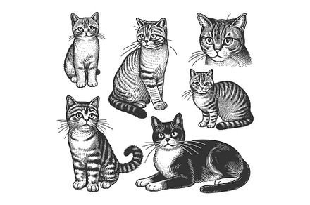 Cats set engraving sketch vector, an Animal Illustration by AlexArt