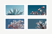 Arid Co · Desert Plantscape, a Texture Illustration by milatovar (Thumbnail 2 of 20)