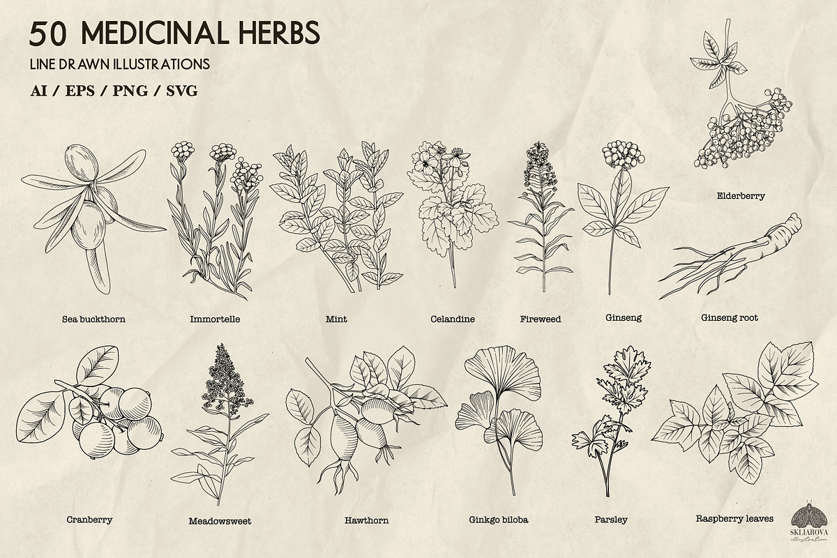Medicinal Herbs line art + Procreate, an Illustration by Skliarova (Photo 5 of 5)