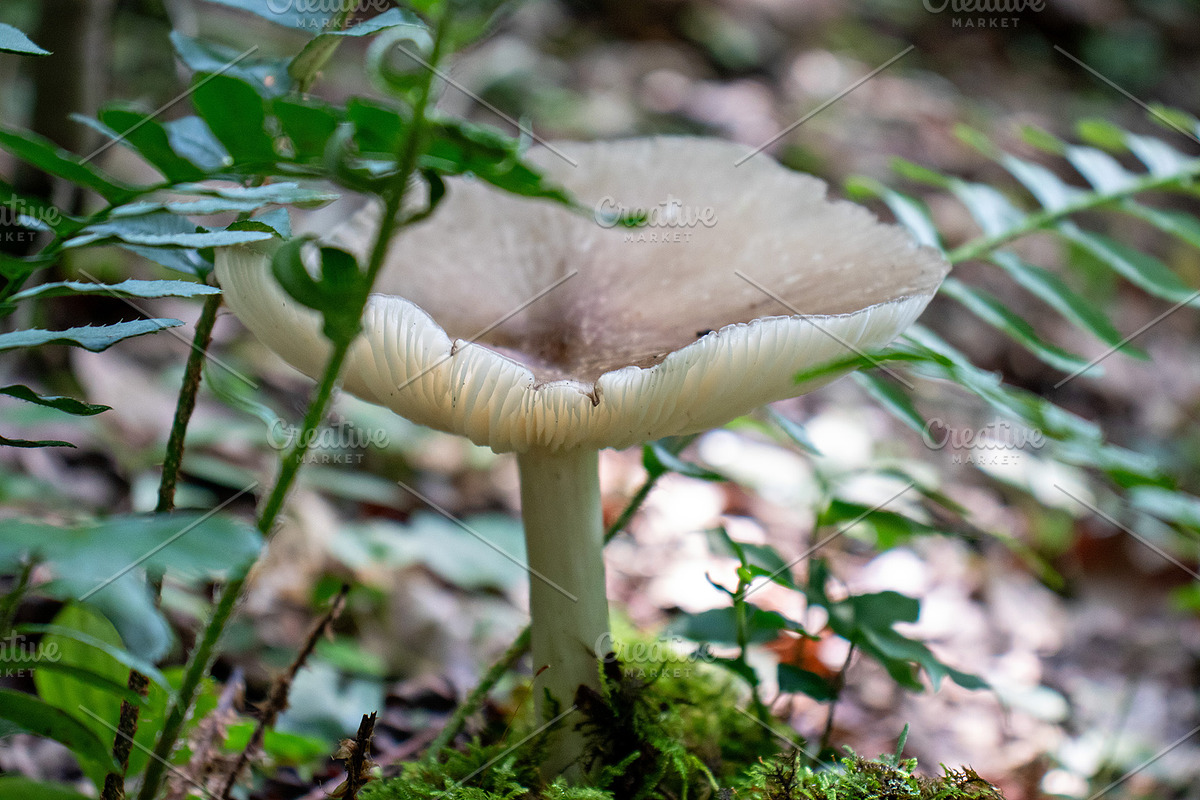 Mushrooms In The Forest Photography, a Nature Photo by Full Circle Design Studio (Photo 23 of 38)