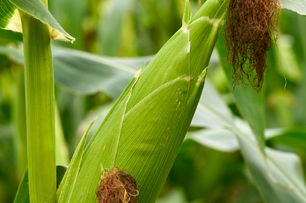 green maize corn close up, an Industrial Photo by 1981 Rustic studio kan