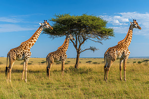 Giraffes grazing peacefully near a t, an Animal Photo by Pixeness Studio