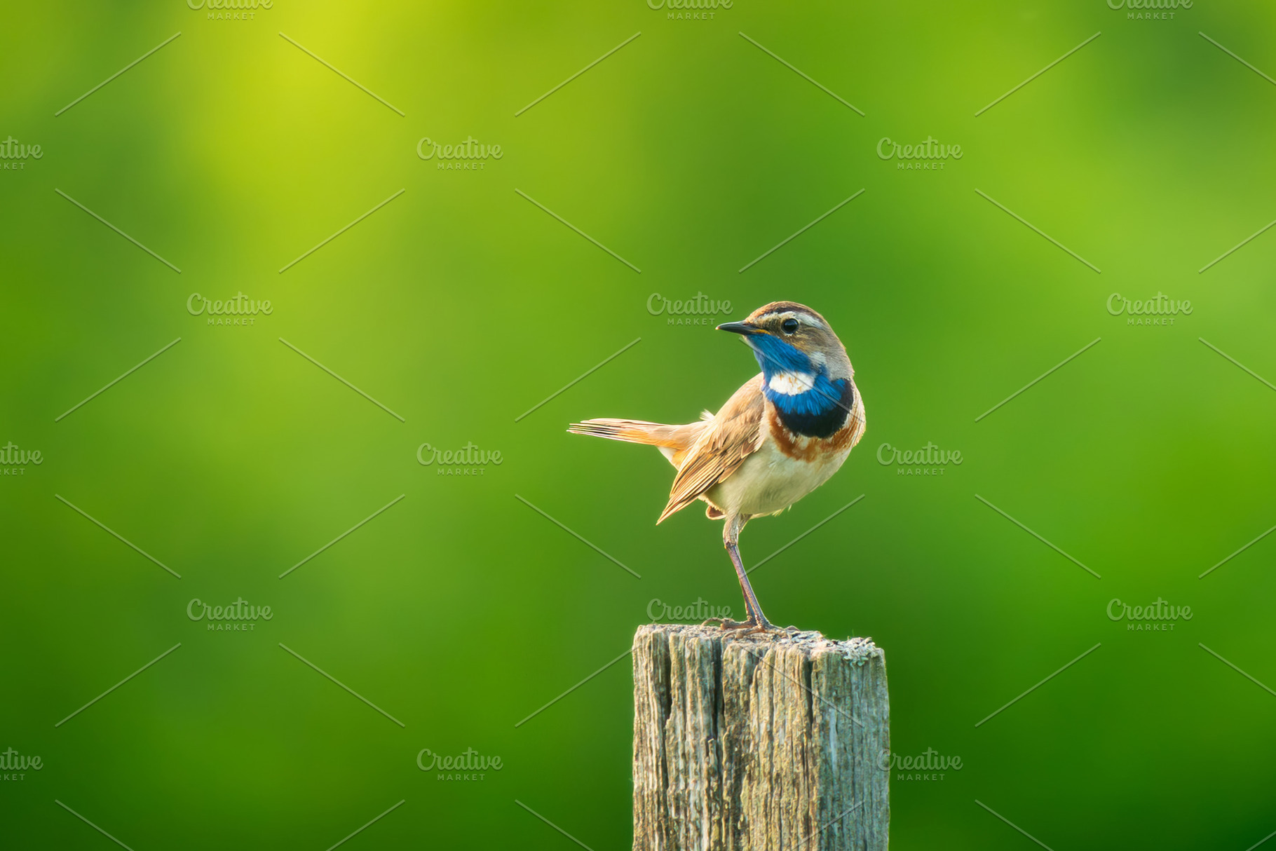 Male Bluethroat Bird, Copy Space, an Animal Photo by Fascinadora