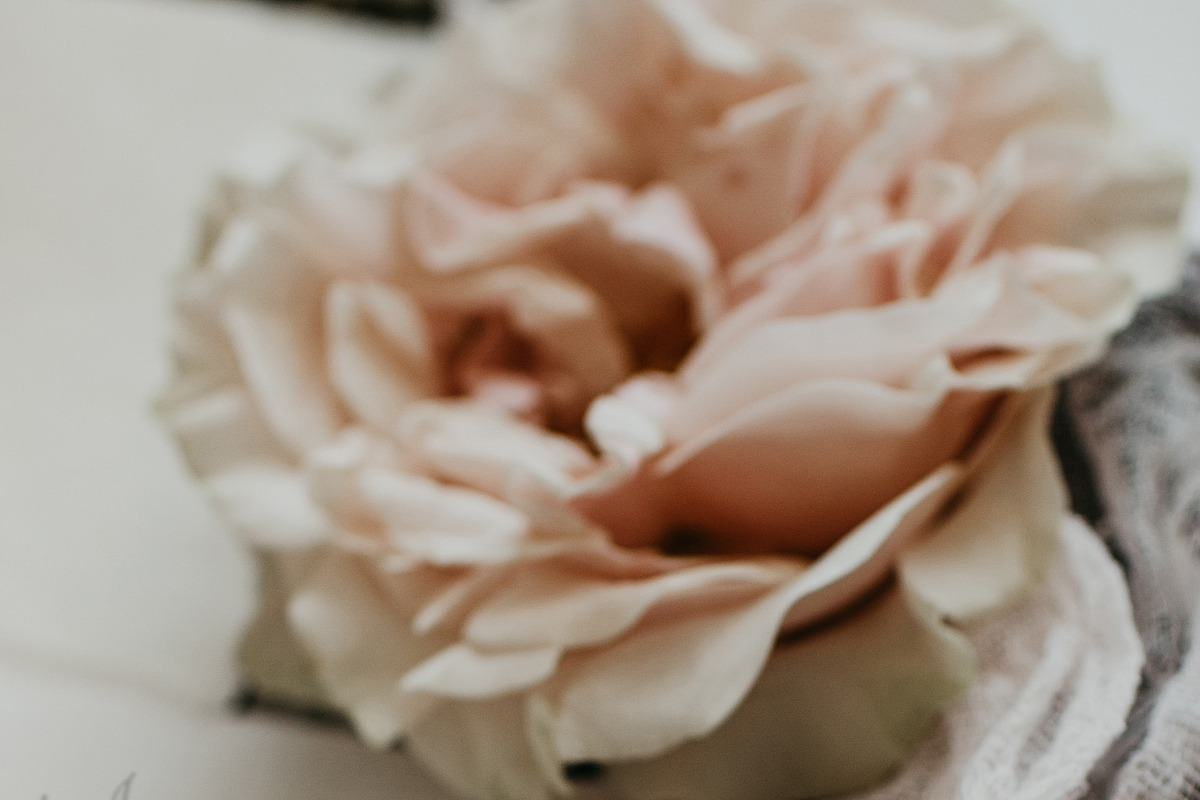 Ardent Elegance - Botanical Set, an Illustration by Backyard Rose (Photo 9 of 13)