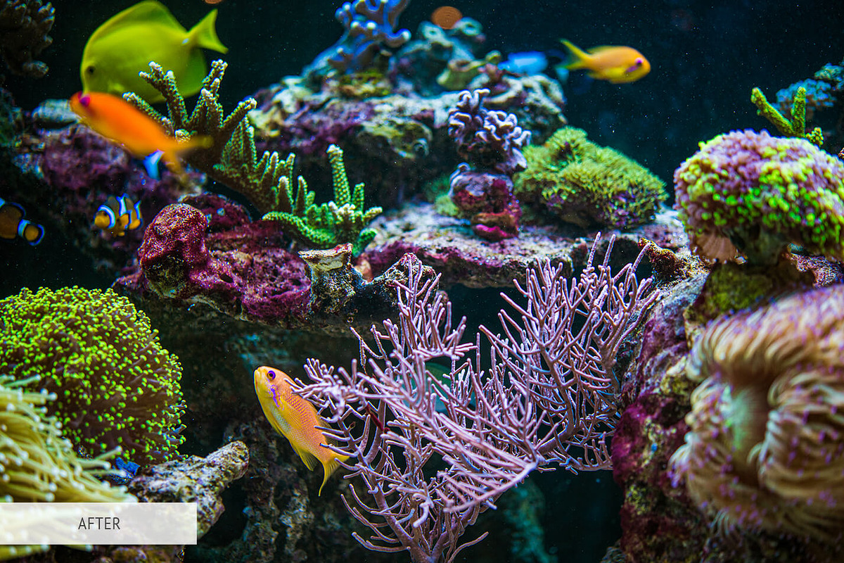 Underwater Photography Presets, a Plug-in Add-On by FixThePhoto (Photo 25 of 32)