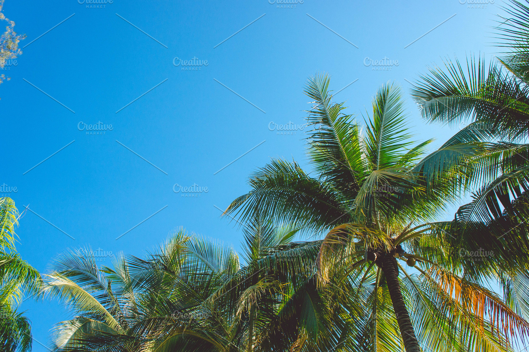 blue sky and coconut plam, a Nature Photo by Lady-Vintage