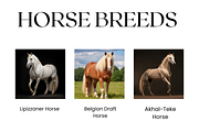Horse Breeds Images, White Horses, an Animal Photo by BrushstrokeArtGB (Thumbnail 4 of 5)