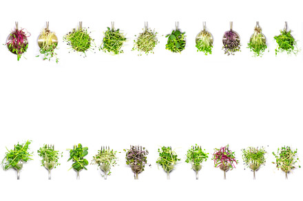 Collage of different microgreens on, a Food & Drink Photo by yanadjana