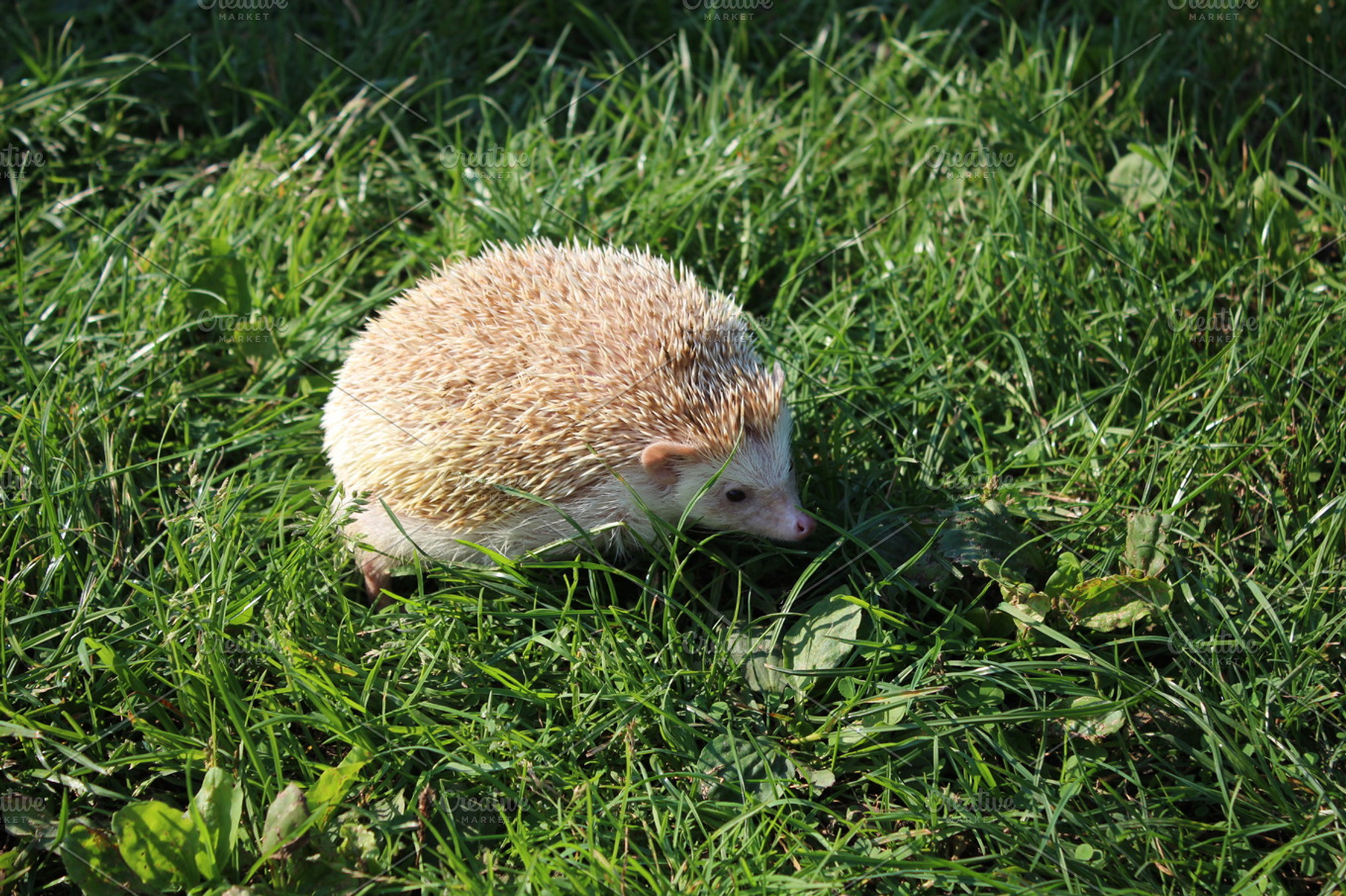 Hedgehog 001, an Animal Photo by mkarbowiak