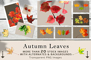 Hi-Res Transparent Autumn Leaves Set, a Background Photo by RSQB (Thumbnail 1 of 2)