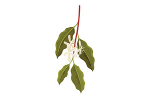 Branch of Coffee Plant with flowers, a Food Illustration by the8monkey