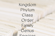 Cataloger Font, a Handwritten Font by noonsun (Thumbnail 3 of 6)