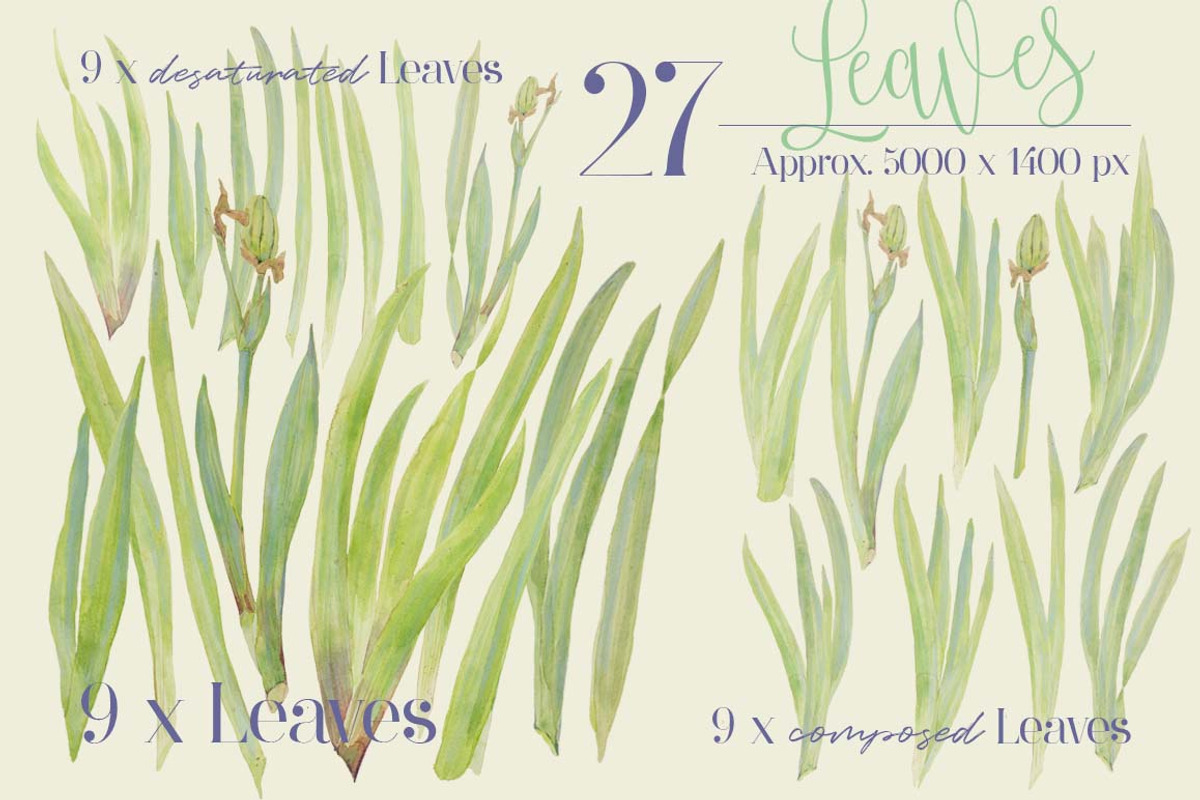 TheArtsyIrisCollection-Clipart, an Illustration by watercolorwild.graphics (Photo 12 of 13)