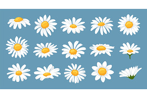 Daisy flower heads. Chamomile, an Object Illustration by winwin.art