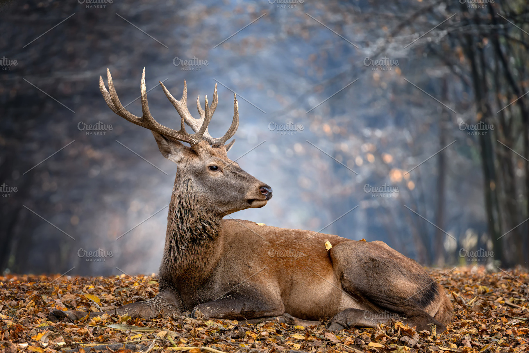 Majestic stag resting among autumn leaves in a tranquil forest setting during t, an Animal Photo by Byrdyak