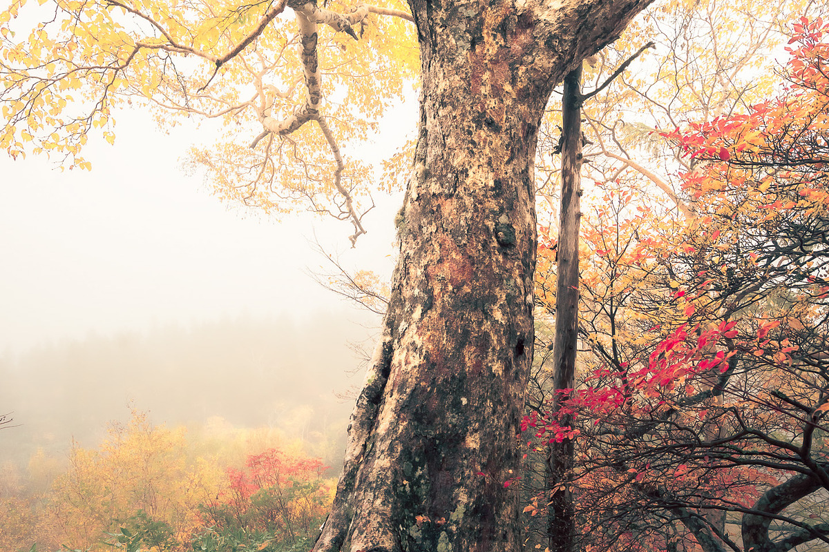 Japan Alpine Autumn & Misty Forests, a Nature Photo by Silent Nature (Photo 3 of 5)