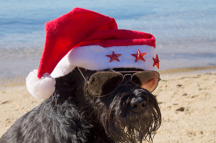Black schnauzer dog with santa claus featuring dog, hat, and christmas