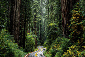 Redwood Forest Road Winding Path Nat, a Photo by Pixeness Studio