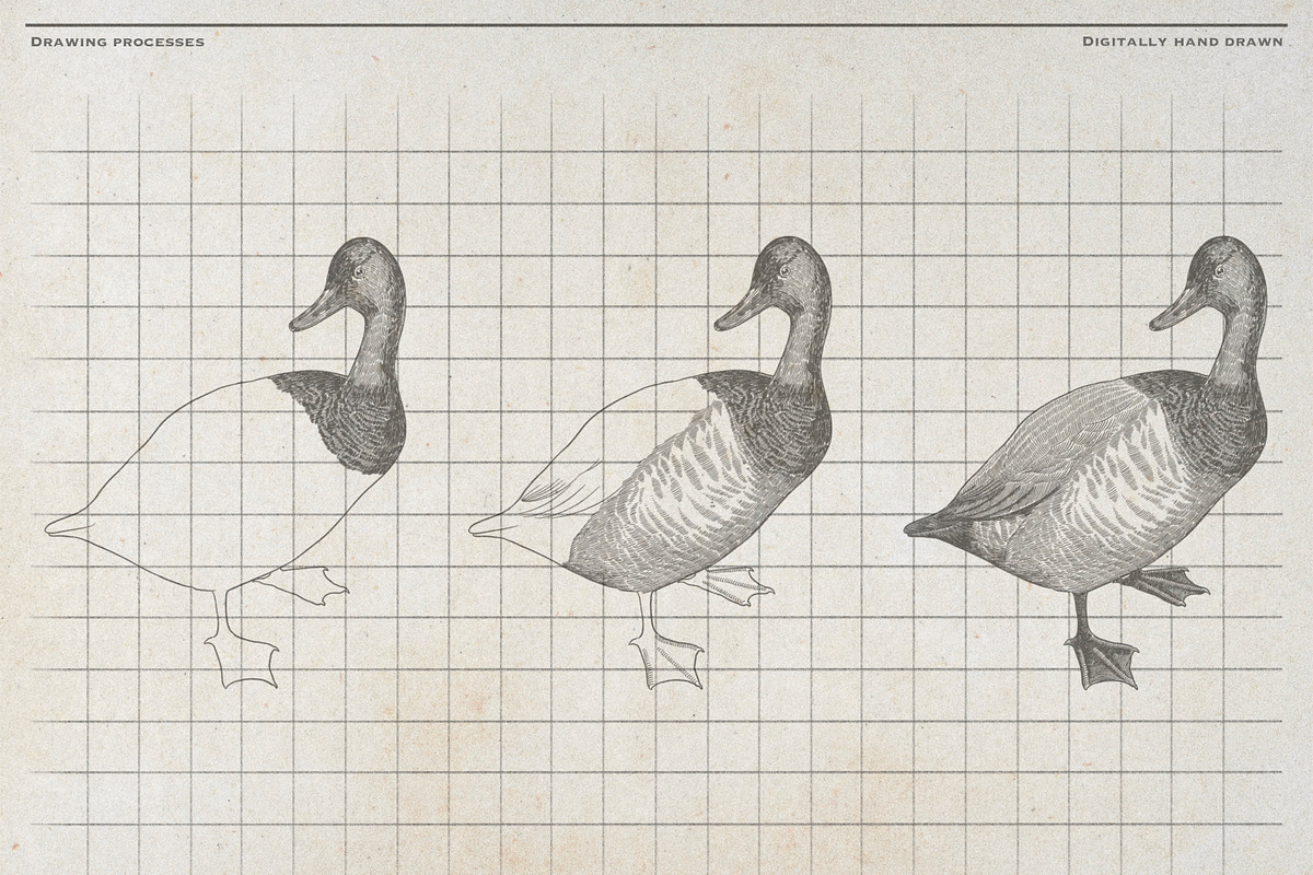 Vintage Poultry Farm Animal Set, an Animal Illustration by Kusumaillustration (Photo 8 of 11)
