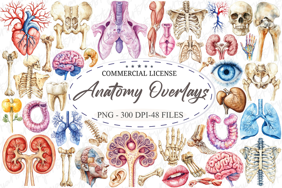 Antique Anatomy Overlays Set 2, an Illustration by designcity5 (Photo 1 of 3)