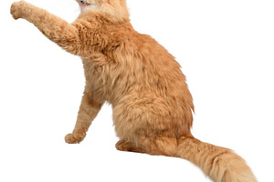 Fluffy red longhaired cat sitting in profile with front paw rais, an Animal Photo by ndanko