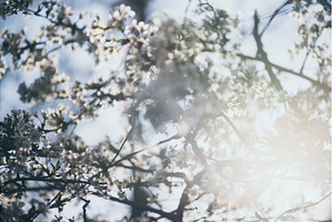 Abstract spring background, a Nature Photo by Nature and travel