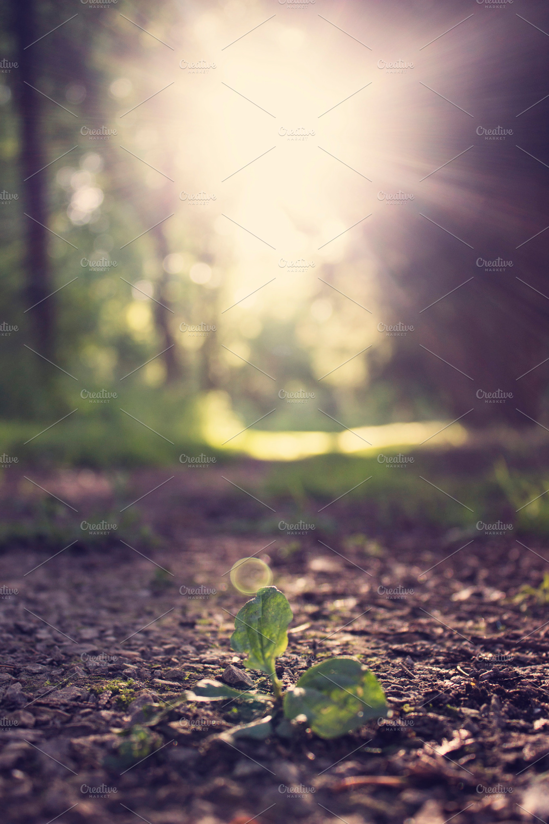 Enchanted Forest Stock Photo Containing Forest And Woods