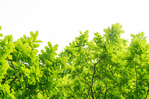 Oak Tree On White Background