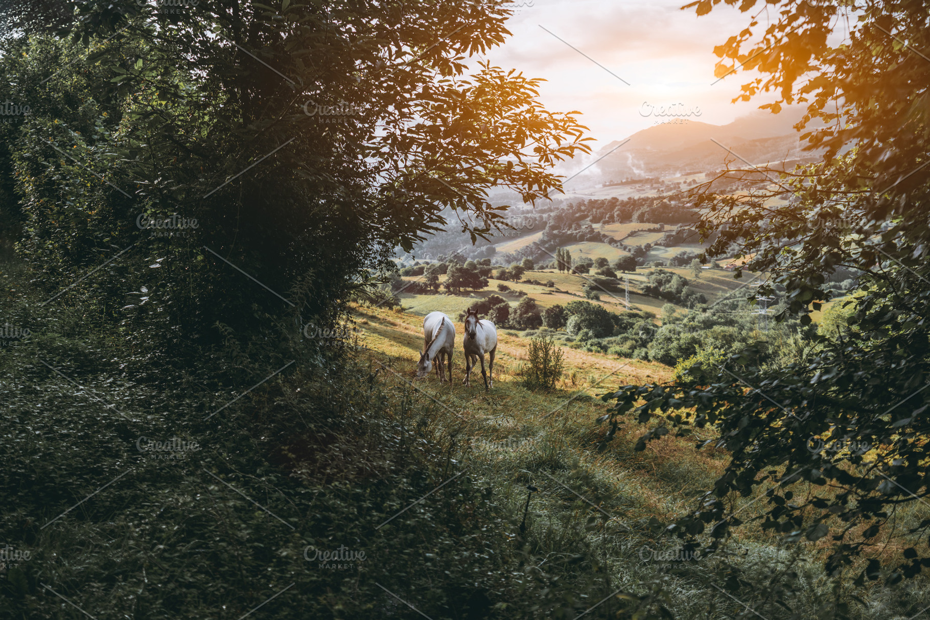 Horses grazing on scenic hillside, an Animal Photo by SkyNext