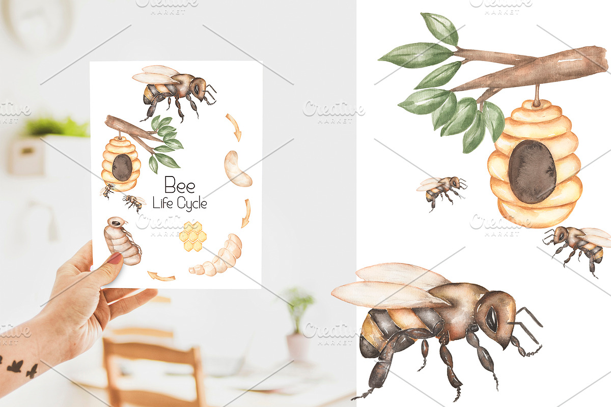 Watercolor Life Cycle Set, an Education Illustration by MayaNavits (Photo 4 of 11)