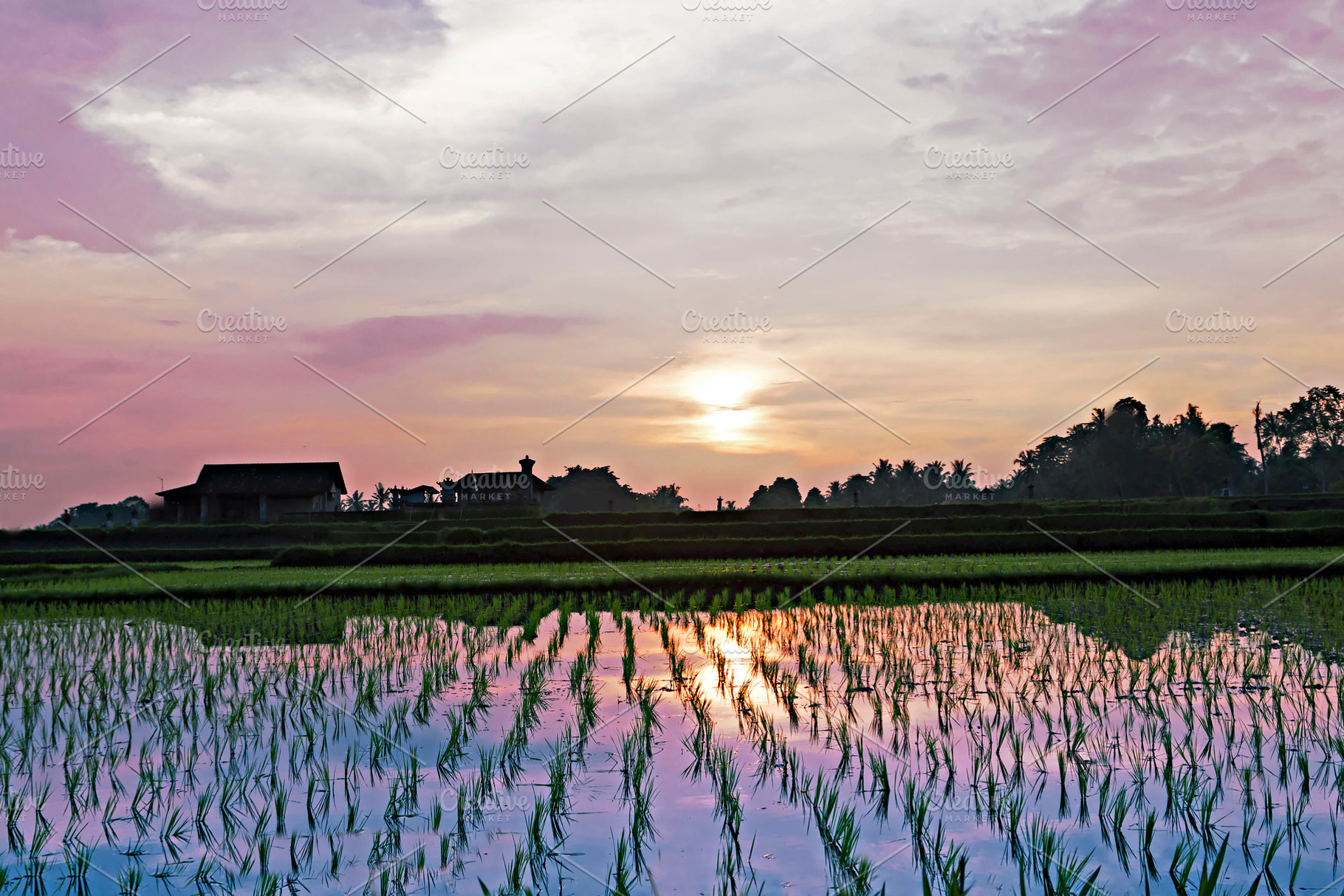 Rice field, a Photo by saiko3p