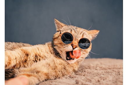 A domestic cat in stylish round