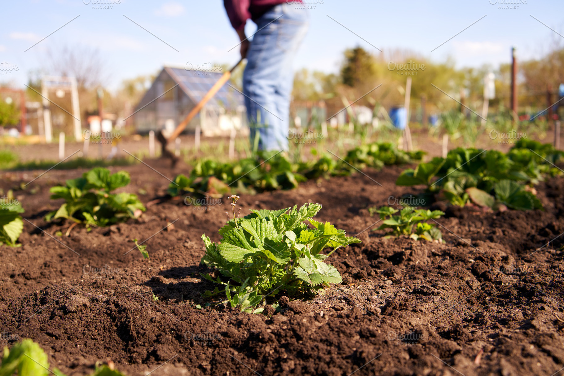 Young strawberry plants growing in soil in a garden, with a gard, a Food & Drink Photo by Madeleine Steinbach