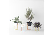 Interior Plants Trio, a Furniture 3D Model by 3DCargo (Thumbnail 1 of 9)