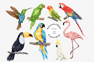 Watercolor Tropical Birds Clipart, an Illustration by MiracleArtAndDesign
