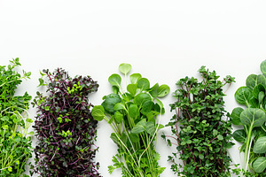Different fresh microgreens on white background, a Food & Drink Photo by AlyaAnd