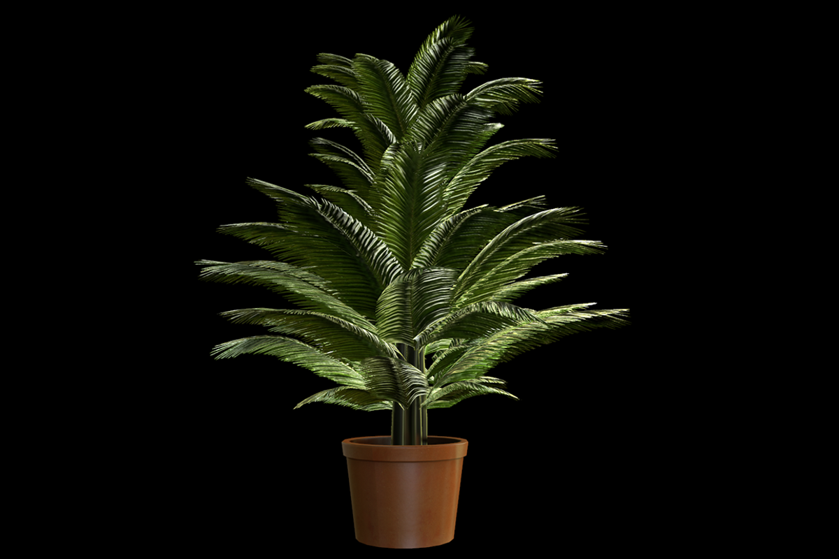 Indoor Plant : Fern, a Plants & Tree 3D Model by Kindesigns (Photo 3 of 4)