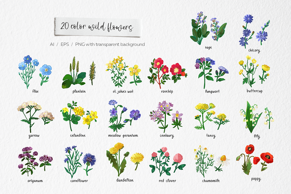 Wild meadow flowers $ herbs, an Object Graphic by yttadesign (Photo 3 of 17)