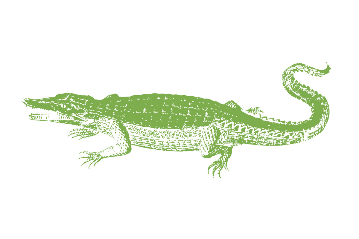 Vector Alligator Illustration, an Illustration by Theresa Barba