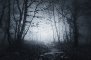 Welcome to the forest stock photo containing scary and dark