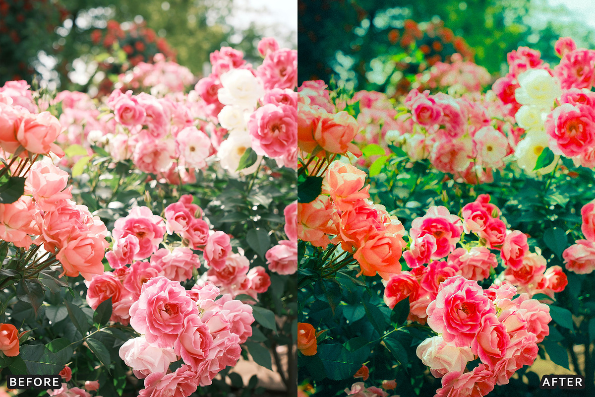 Rose Velvet Bloom Lightroom Presets, a Preset Add-On by AAA Presets (Photo 8 of 12)